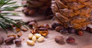 Fidan çukura iyi oturacak şekilde kazık kökleri kesilir. Cam Fistigi Ne Zaman Toplanir Hangi Ayda Cam Fistigi Agaci Nerede Yetisir Takvim