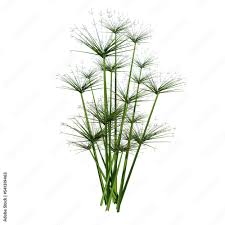 Image result for Cyperus prolifer