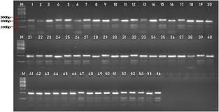 Image result for Cyamopsis serrata