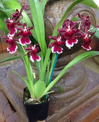 Oncidium Burgundian 2 Schroederianum X Harry Sutton Oncidium Orchids Beautiful Orchids Types Of Orchids