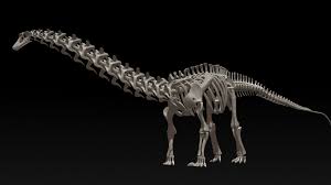 3d Diplodocus Skeleton Model Diplodocus Skeleton Model Skeleton