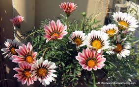 Scientists said the dry spell and absence of snowfall this season could be the reason for the early blooms. Winter And Spring Flowering Annuals