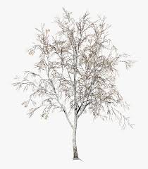 Birch Winter Snow Png Transparent Png Kindpng You can download and print the best transparent winter snow png collection for free. birch winter snow png transparent png