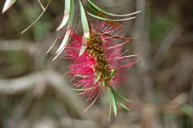 It succeeds in zones us, ms, ls, cs, ts and has withstood 8f. Callistemon Rigidus Landscape Architect S Pages