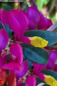 Image result for Polygala capillaris