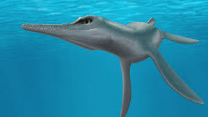 Image result for Platycaulos