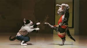 We've gathered more than 5 million images uploaded by our users and sorted them by the most popular ones. Funny Cat Wallpaper Hd
