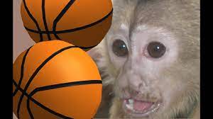 Maybe you would like to learn more about one of these? Monkey Basketball Player Part 1 Capuchin Playing Basketball With A Corn Cob Youtube