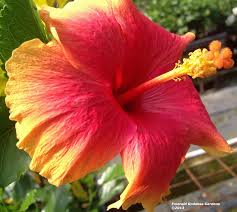 Maybe you would like to learn more about one of these? Hawaiian Sunset Tropical Landscape Hibiscus Live Plant Coral Yellow Single Flower Starter Size 4 Inch Pot Emeralds Tm Emerald Goddess Gardens