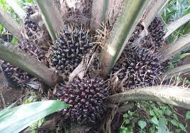 Ini Ciri Ciri Dan List Harga Bibit Sawit Unggul 2021 Terupdate Aplikasi Pertanian Media Agribisnis Gdm Agri
