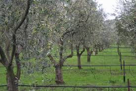 Pin On Olive Harvest