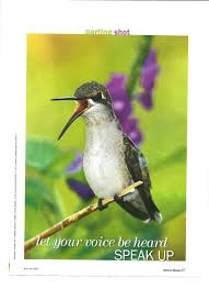 Birds Blooms Magazine Hummingbird In Birds And Blooms Magazine With Images Birds Bird Photography Most Beautiful Birds