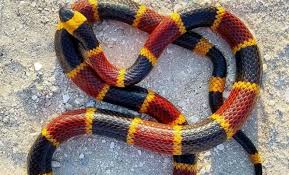 5 Facts About The Texas Coral Snake That Might Surprise You Coral Snake Snake Pet Snake