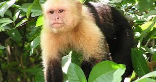 My heart melted when i saw this monkey getting a bath, and when i learned her story, it melted even more. White Faced Capuchins Caught Engaging In Cannibalism