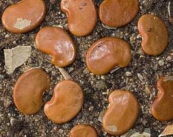 Image result for Philenoptera