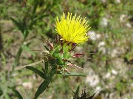 Image result for Centaurea melitensis