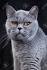 8 Gray Cat Breeds - Longhair, Shorthair, Tabby & Bluish