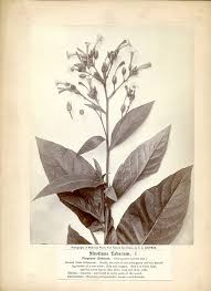 Image result for Nicotiana tabacum