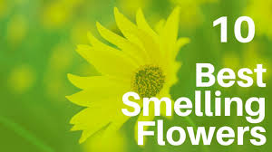 Scents and sensibility … lavender is hard to beat for scent and is a great pollinator, too. Top 10 Fragrant Flowers In India Scented Flowers Smelling Flowers Youtube