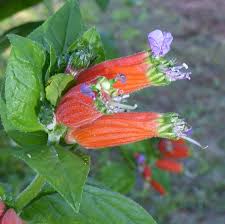 Image result for Cuphea