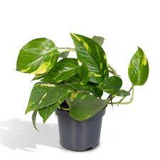 Hello Plants Epipremnum Aureum Efeutute Scindapsus im Ø 12 cm Pflanzentopf  - Höhe: 20 cm - Hängepflanze Ampelpflanze Echte Zimmerpflanze Hängend  Luftreinigend Pflegeleicht : Amazon.de: Garten