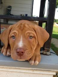 Red Nose Pitbull Lab Mix Harper Pitbull Lab Mix Cute Baby Animals Pit Puppies