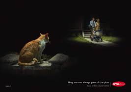 spca rupture birth animals animal rescue animal shelter