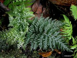 Image result for Abrodictyum rigidum