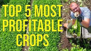 My 5 Most Profitable Crops Minimize Effort Maximize Results Gardening Made Easy For A Great New Gardening Aquaponics System Aquaponics Growing Microgreens
