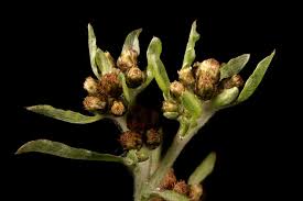 Image result for Gnaphalium polycaulon