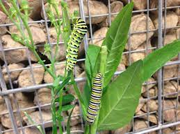 Check spelling or type a new query. Eastern Black Swallowtail Butterflies Everywhere Here S How To Raise Them At Home Texas Butterfly Ranch