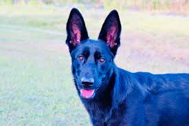 Breeders of merit are denoted by level in ascending order of: About The Breed German Shepherd Highland Canine Training