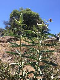 Image result for Acacia eriocarpa
