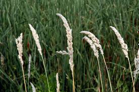 Image result for Phalaris