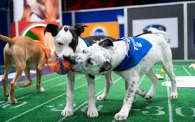 Puppy Bowl 2021 Lineup See Photos Of All The Dogs