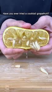 Image result for Grapefruit