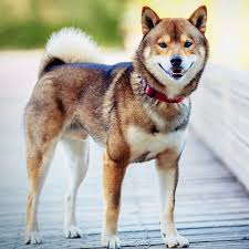 But, is shib a good investment? Shiba Inus Doggear