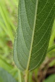 Image result for Eriosema ellipticum