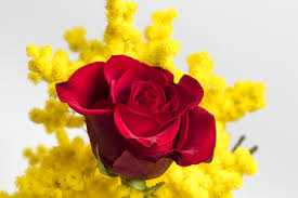 Rosa con mimosa - Rose e mimosa per la Festa della Donna a Aversa