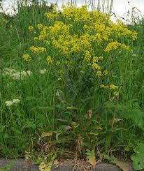 Image result for Berlinia orientalis