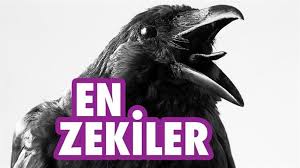 Dunyanin En Zeki Hayvanlari Hangileridir Hayvan Hayvanlar Hayvanlar Alemi