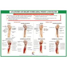 Chartex Forearm Hand And Wrist Anatomical Chart