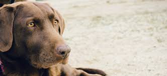 Maybe you would like to learn more about one of these? Tails Pet Boutique