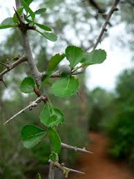 Image result for Commiphora
