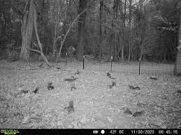 Image result for Brown Squirrel 2014 Peugeot