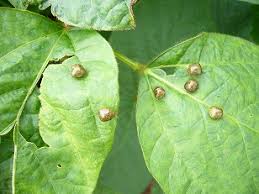 季節のガーデニング エダマメに害虫カメムシ発生