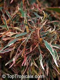 Pin On Tropical Plants Flowers