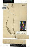 Image result for Eragrostis turgida