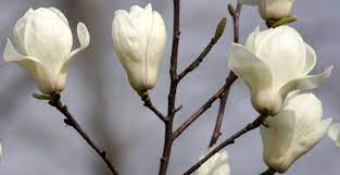 Dit artikel is slechts in zeer kleine aantallen leverbaar! Magnolia Denudata Jade Lamp Syn White Tulip C5 60 80cm Future Gardens