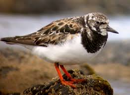 Image result for Entada arenaria